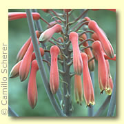 Photo of Aloe