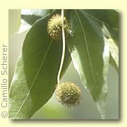 Photo of Arizona Sycamore