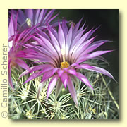 Photo of Bisbee Beehive Cactus