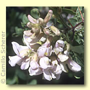 Photo of Black Locust