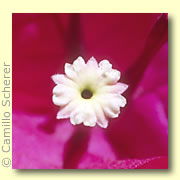 Photo of Bougainvillea