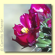Photo of Cane Cholla Cactus