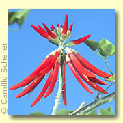Photo of Coral Bean
