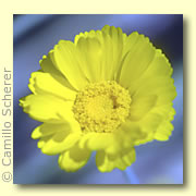 Photo of Desert Marigold