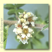 Photo of Desert Sumac