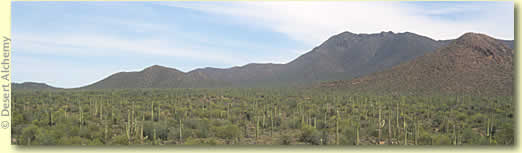 Desert Scene