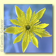 Photo of Evening Star