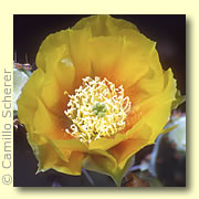 Fire Prickly Pear Cactus