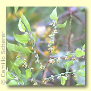 Photo of Hackberry
