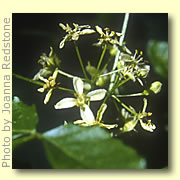 Photo of Hoptree