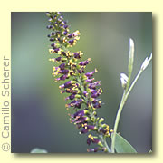 Photo of Indigo Bush