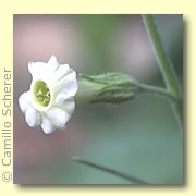 Photo of Indian Tobacco