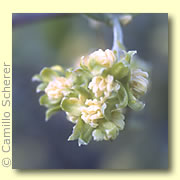 Photo of Jojoba