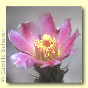 Photo of Klein's Pencil Cholla Cactus