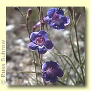 Photo of Lavender Wand Penstemon