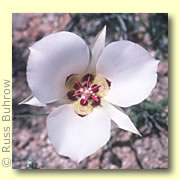Photo of Mariposa Lily