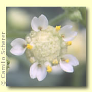 Photo of Mariola