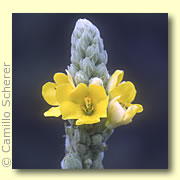 Photo of Mullein