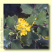 Photo of Oregon Grape
