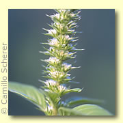 Photo of Palmer Amaranth