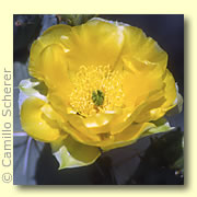 Photo of Prickly Pear Cactus