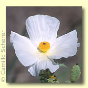 Photo of Prickly Poppy