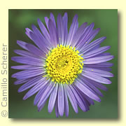 Photo of Purple Aster