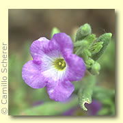 Photo of Purple Mat