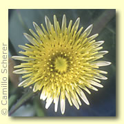 Photo of Sow Thistle