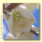 Photo of Soaptree Yucca