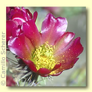 Photo of Staghorn Cholla Cactus