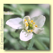 Photo of Star Leaf