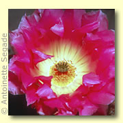 Photo of Strawberry Cactus