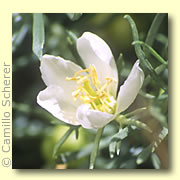Photo of Syrian Rue