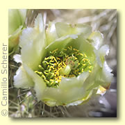 Photo of Teddy Bear Cholla Cactus