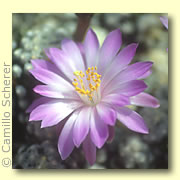 Photo of Theresa Cactus