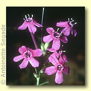 Photo of Thurber's Gilia