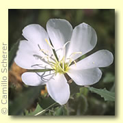 Photo of White Evening Primrose