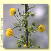 Photo of Whitethorn