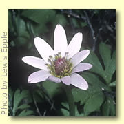 Photo of Windflower