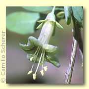 Photo of Wolfberry