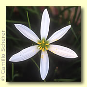 Photo of Zephyr Lily