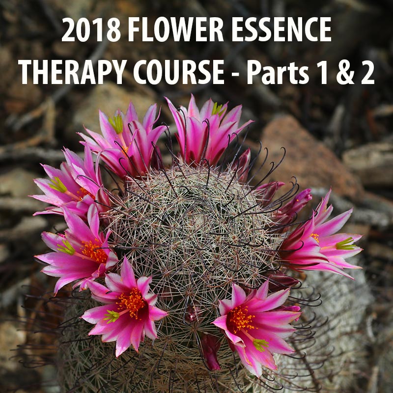 Flower Essence Therapy Course 2018 Parts 1 and 2 Desert Alchemy