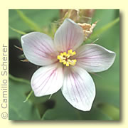 Photo of Big Root Jatropha