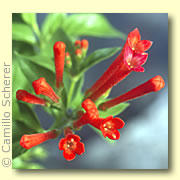 Photo of Bouvardia