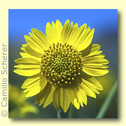 Photo of Crownbeard