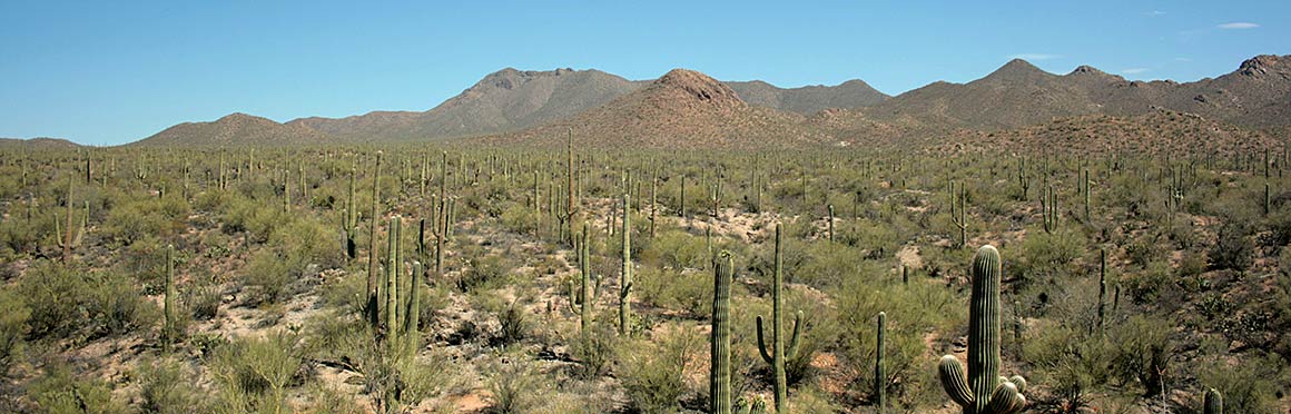 Desert Scene