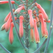 Photo of Aloe