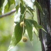 Photo of Arizona Sycamore