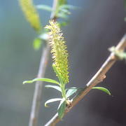 Photo of Arroyo Willow